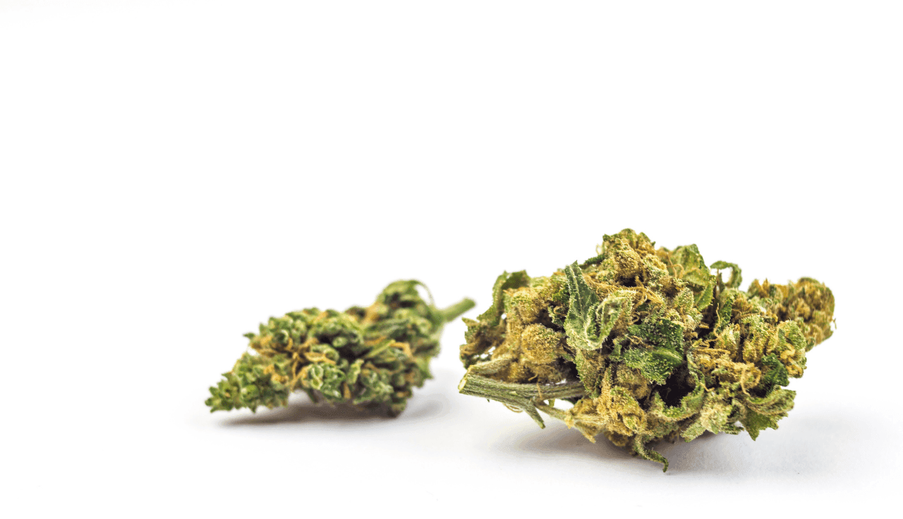 Nahaufnahme von Cannabisblüten